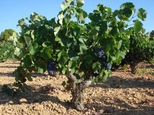 Cepa vieja de variedad autóctona , Monastrell.- Autor Luis A. Tomás Navarro 