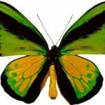 Goliath procus macho - Autor Paco Lencina 